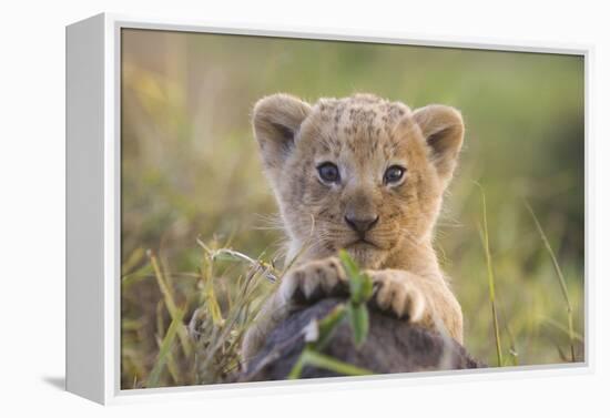 Lion Cub-null-Framed Premier Image Canvas