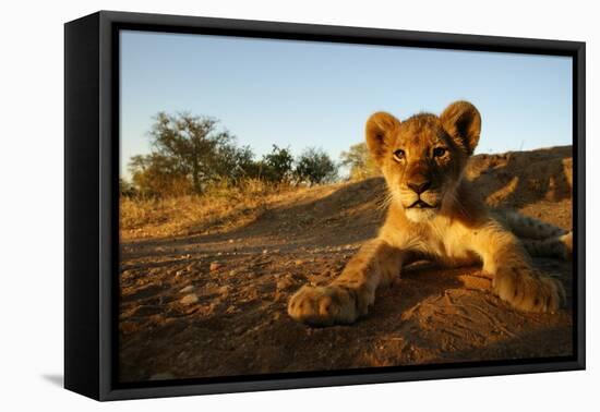 Lion Cub-Julian W.-Framed Premier Image Canvas