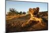 Lion Cub-Julian W.-Mounted Photographic Print