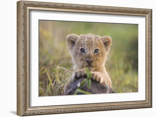 Lion Cub-null-Framed Photographic Print