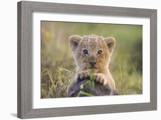 Lion Cub-null-Framed Photographic Print