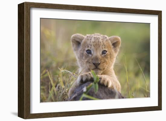 Lion Cub-null-Framed Photographic Print