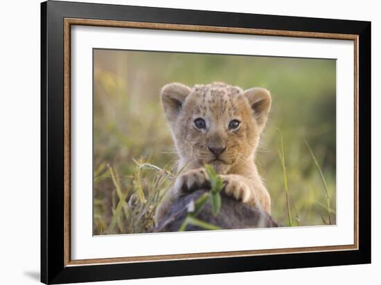 Lion Cub-null-Framed Photographic Print