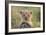 Lion Cub-null-Framed Photographic Print