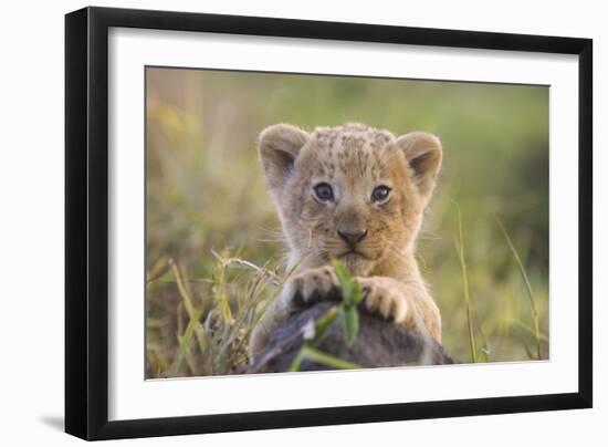 Lion Cub-null-Framed Photographic Print