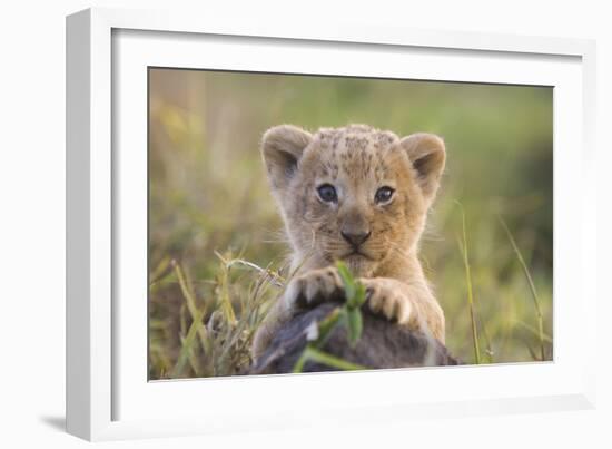 Lion Cub-null-Framed Photographic Print