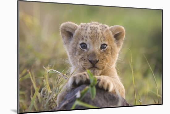 Lion Cub-null-Mounted Photographic Print