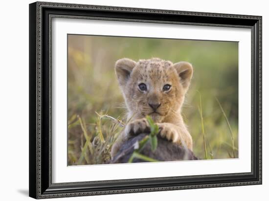 Lion Cub-null-Framed Photographic Print