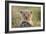 Lion Cub-null-Framed Photographic Print