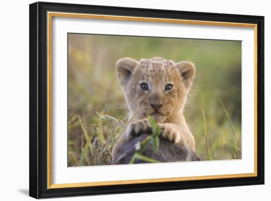 Lion Cub-null-Framed Photographic Print