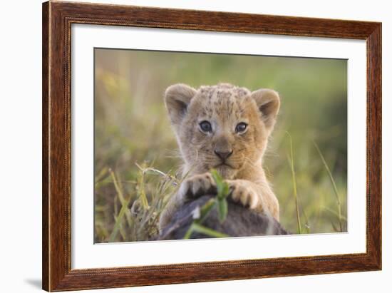 Lion Cub-null-Framed Photographic Print