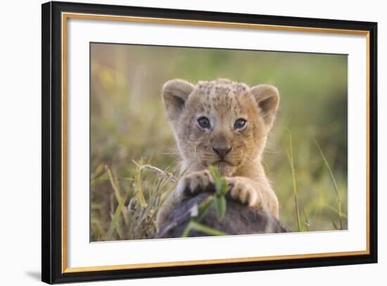 Lion Cub-null-Framed Photographic Print