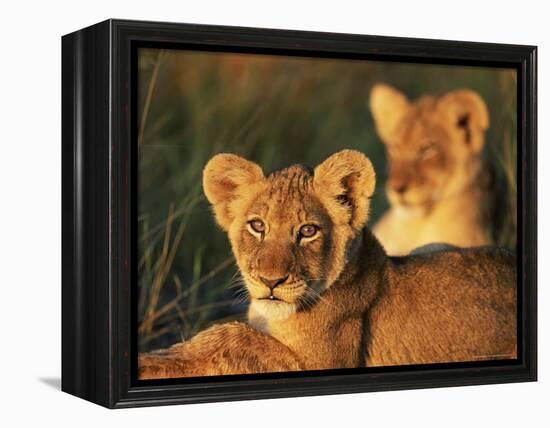 Lion Cubs Approximately 2-3 Months Old, Kruger National Park, South Africa, Africa-Ann & Steve Toon-Framed Premier Image Canvas