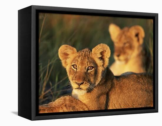 Lion Cubs Approximately 2-3 Months Old, Kruger National Park, South Africa, Africa-Ann & Steve Toon-Framed Premier Image Canvas