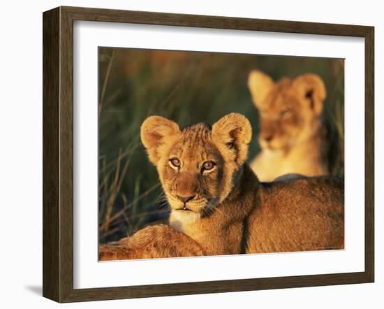 Lion Cubs Approximately 2-3 Months Old, Kruger National Park, South Africa, Africa-Ann & Steve Toon-Framed Photographic Print