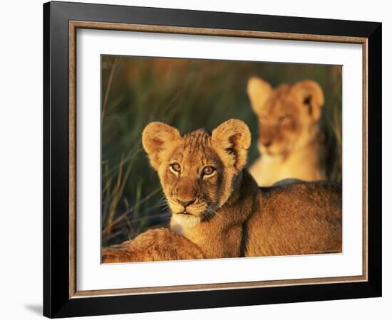 Lion Cubs Approximately 2-3 Months Old, Kruger National Park, South Africa, Africa-Ann & Steve Toon-Framed Photographic Print