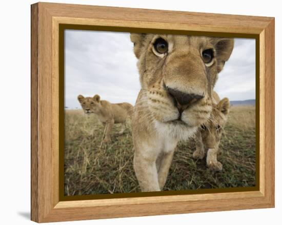 Lion Cubs in Masai Mara Game Reserve, Kenya-Paul Souders-Framed Premier Image Canvas