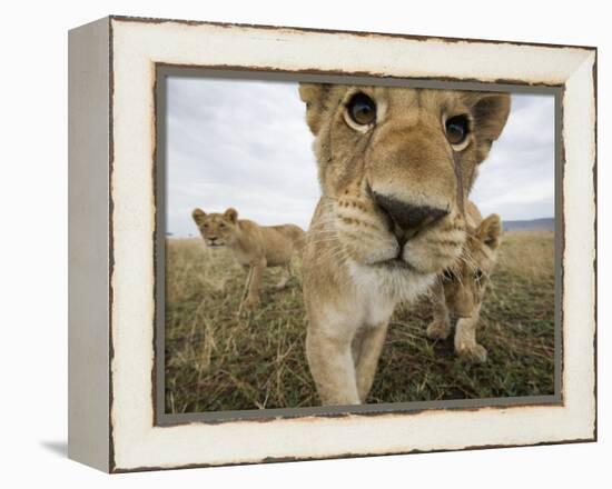 Lion Cubs in Masai Mara Game Reserve, Kenya-Paul Souders-Framed Premier Image Canvas