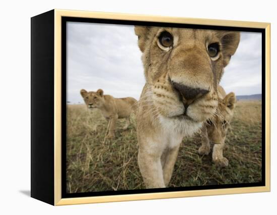 Lion Cubs in Masai Mara Game Reserve, Kenya-Paul Souders-Framed Premier Image Canvas