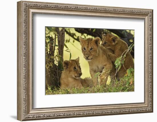 Lion Cubs in the Bush, Maasai Mara Wildlife Reserve, Kenya-Jagdeep Rajput-Framed Photographic Print