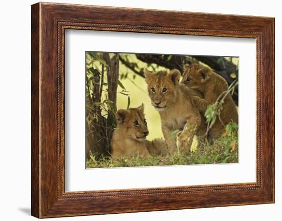 Lion Cubs in the Bush, Maasai Mara Wildlife Reserve, Kenya-Jagdeep Rajput-Framed Photographic Print