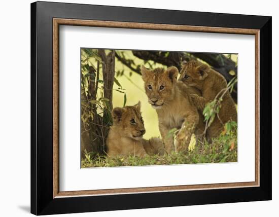 Lion Cubs in the Bush, Maasai Mara Wildlife Reserve, Kenya-Jagdeep Rajput-Framed Photographic Print