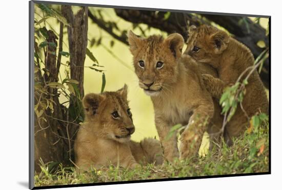 Lion Cubs in the Bush, Maasai Mara Wildlife Reserve, Kenya-Jagdeep Rajput-Mounted Photographic Print
