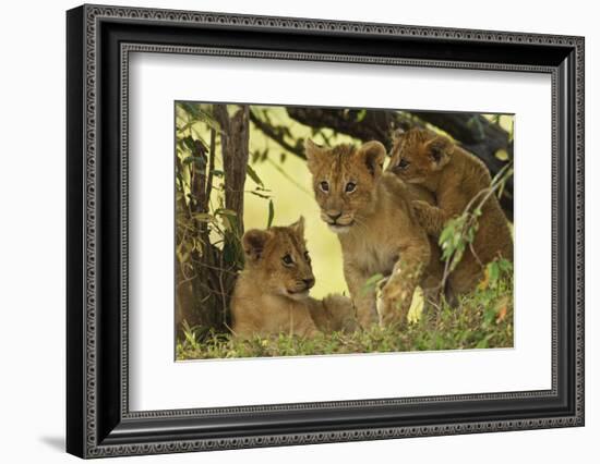 Lion Cubs in the Bush, Maasai Mara Wildlife Reserve, Kenya-Jagdeep Rajput-Framed Photographic Print