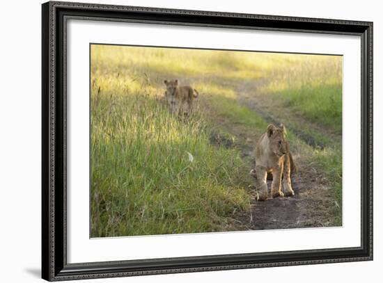 Lion Cubs, Masai Mara, Kenya-Sergio Pitamitz-Framed Photographic Print