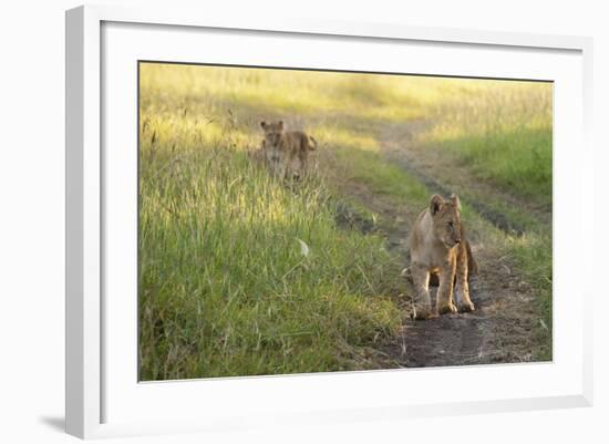 Lion Cubs, Masai Mara, Kenya-Sergio Pitamitz-Framed Photographic Print