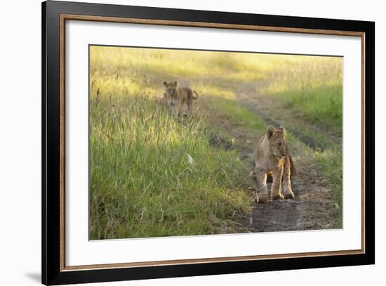 Lion Cubs, Masai Mara, Kenya-Sergio Pitamitz-Framed Photographic Print