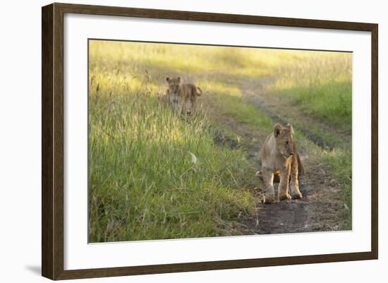 Lion Cubs, Masai Mara, Kenya-Sergio Pitamitz-Framed Photographic Print