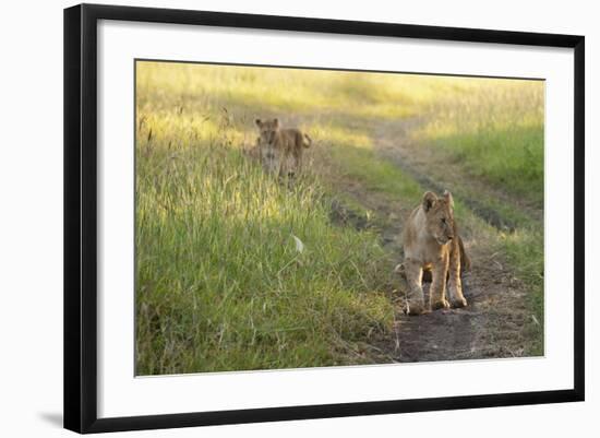 Lion Cubs, Masai Mara, Kenya-Sergio Pitamitz-Framed Photographic Print