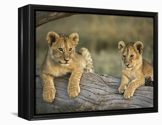 Lion Cubs on Log, Masai Mara, Kenya-Adam Jones-Framed Premier Image Canvas