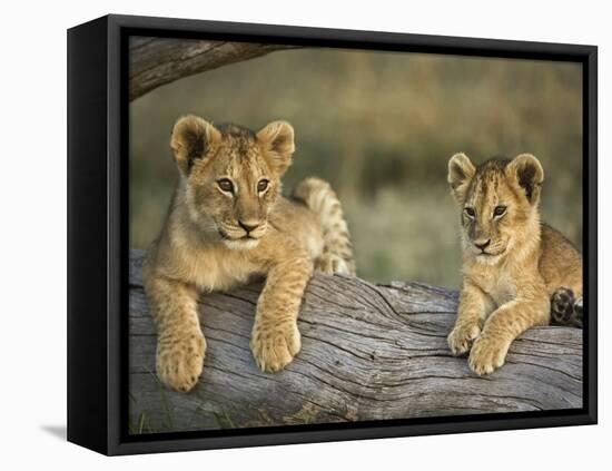 Lion Cubs on Log, Masai Mara, Kenya-Adam Jones-Framed Premier Image Canvas