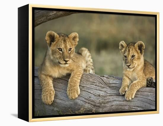 Lion Cubs on Log, Masai Mara, Kenya-Adam Jones-Framed Premier Image Canvas