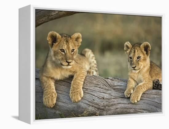 Lion Cubs on Log, Masai Mara, Kenya-Adam Jones-Framed Premier Image Canvas