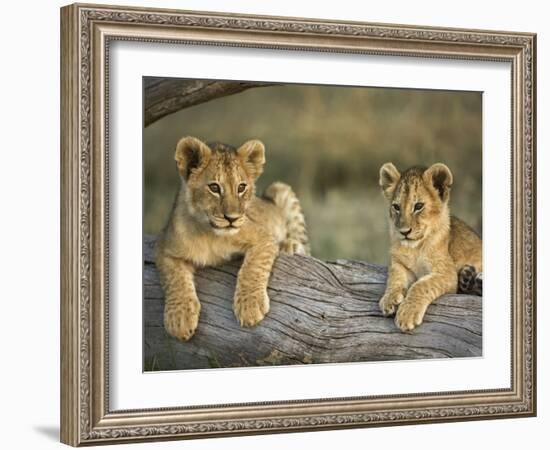 Lion Cubs on Log, Masai Mara, Kenya-Adam Jones-Framed Photographic Print