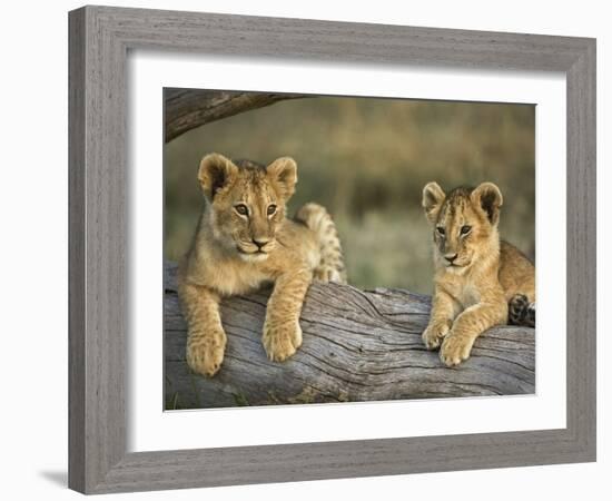 Lion Cubs on Log, Masai Mara, Kenya-Adam Jones-Framed Photographic Print