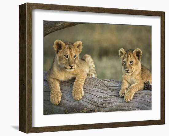 Lion Cubs on Log, Masai Mara, Kenya-Adam Jones-Framed Photographic Print