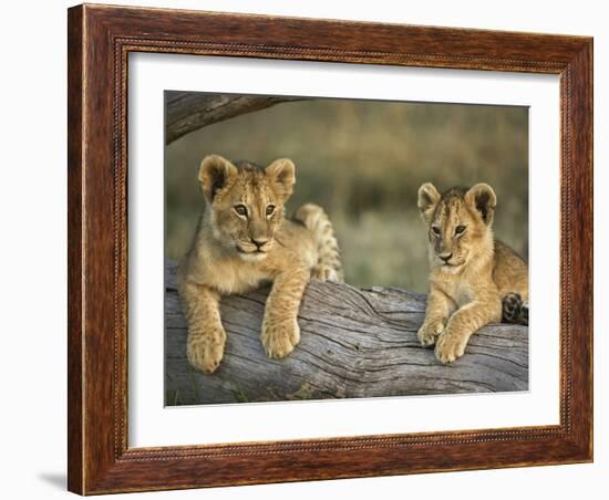 Lion Cubs on Log, Masai Mara, Kenya-Adam Jones-Framed Photographic Print