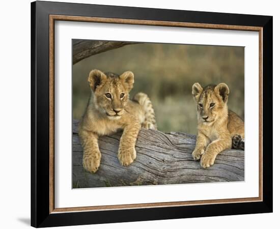 Lion Cubs on Log, Masai Mara, Kenya-Adam Jones-Framed Photographic Print