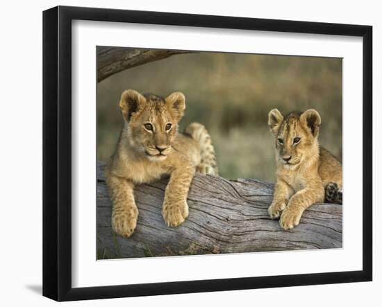 Lion Cubs on Log, Masai Mara, Kenya-Adam Jones-Framed Photographic Print