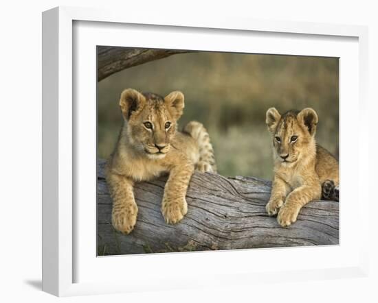 Lion Cubs on Log, Masai Mara, Kenya-Adam Jones-Framed Photographic Print