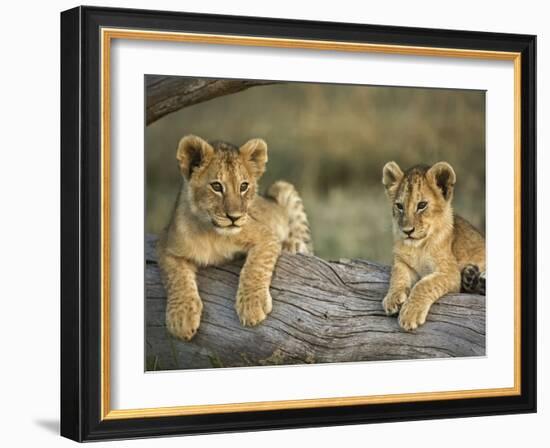 Lion Cubs on Log, Masai Mara, Kenya-Adam Jones-Framed Photographic Print