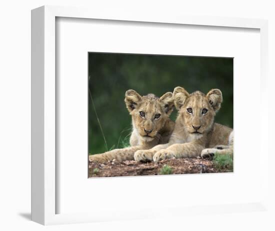 Lion Cubs, Panthera Leo, in Kruger National Park Mpumalanga, South Africa-Ann & Steve Toon-Framed Photographic Print