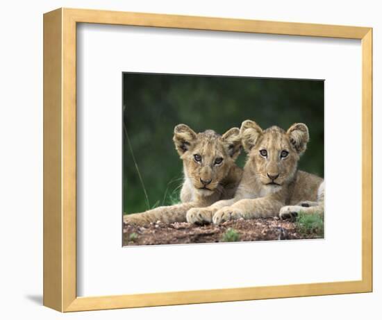 Lion Cubs, Panthera Leo, in Kruger National Park Mpumalanga, South Africa-Ann & Steve Toon-Framed Photographic Print