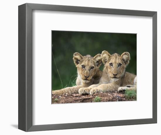 Lion Cubs, Panthera Leo, in Kruger National Park Mpumalanga, South Africa-Ann & Steve Toon-Framed Photographic Print