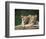 Lion Cubs, Panthera Leo, in Kruger National Park Mpumalanga, South Africa-Ann & Steve Toon-Framed Photographic Print