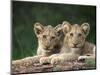 Lion Cubs, Panthera Leo, in Kruger National Park Mpumalanga, South Africa-Ann & Steve Toon-Mounted Photographic Print